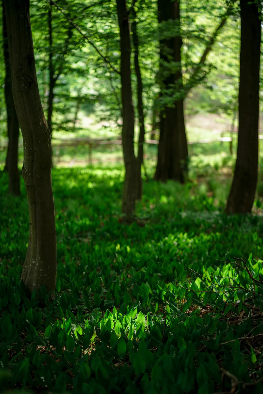 Natura dla zdrowia: kąpiele leśne