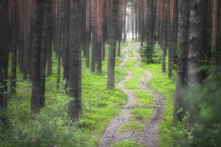 Natura dla zdrowia - kąpiele leśne